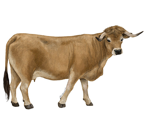 Vaca Mirandesa